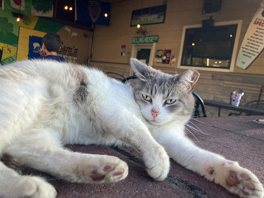 Meet Sammy, our house cat at Sam's Silver Circle